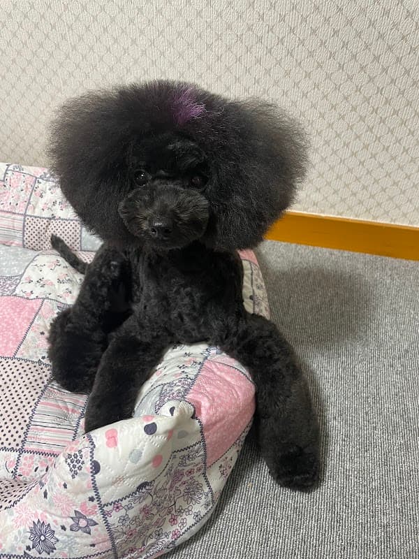 Dog salon Allspice (ドッグサロンオールスパイス)の写真