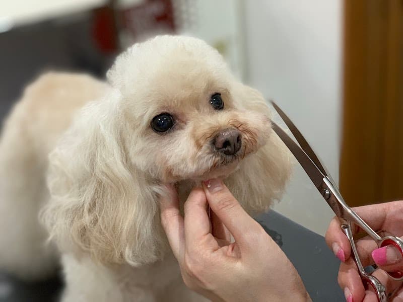 Dog salon WAANの写真