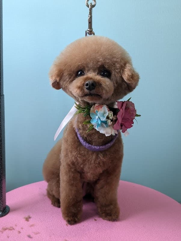 DogSalonPonoの写真