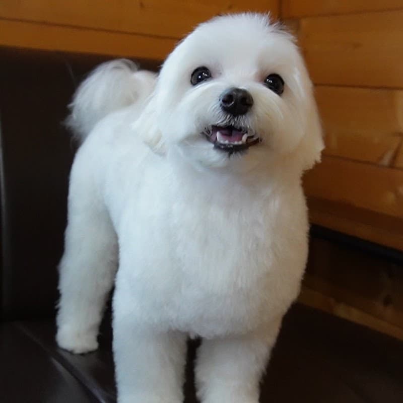 Dog salon CoCoRoの写真