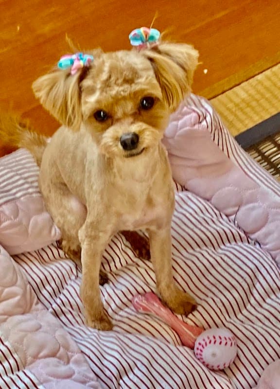ドッグサロンとのべの写真