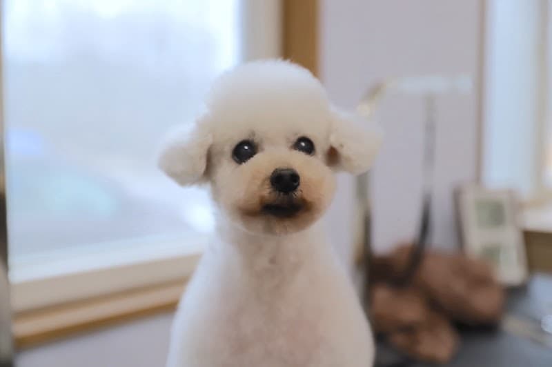 Dog Salon IPU (イプ)の写真1