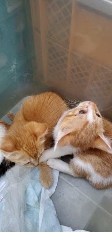 大原どうぶつ病院の写真