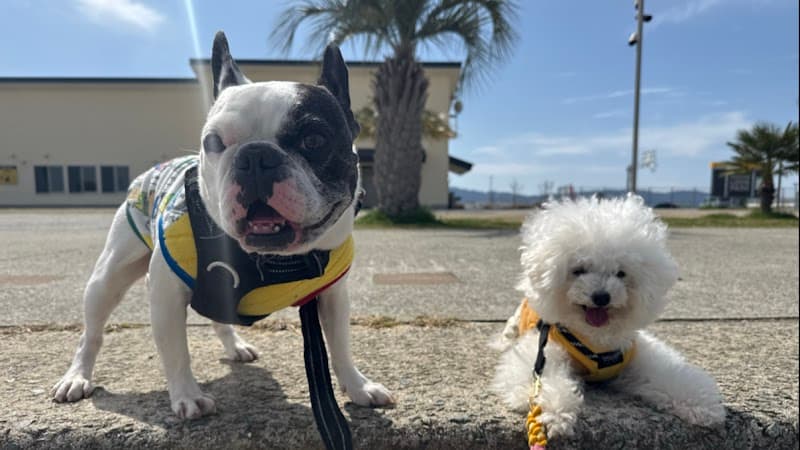 Dogスター 犬の託児所の写真