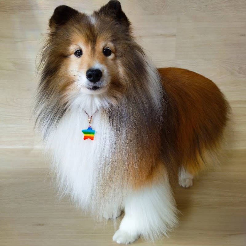 Dog salon Haruの写真