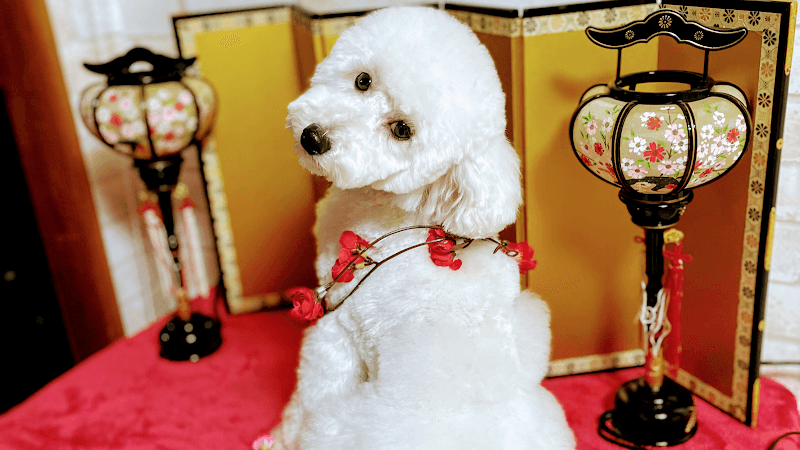 LOCO PET sitter&salon トリミング ペットシッターの写真