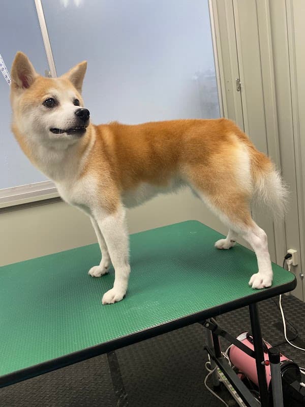 トリミングサロンwolfの写真1