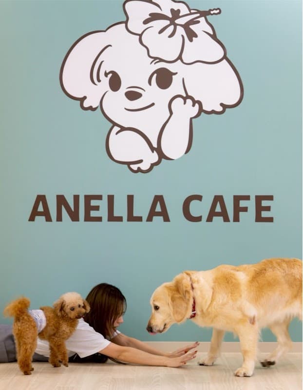 アネラカフェ【保護犬猫ふれあいカフェ】 函館店の写真1