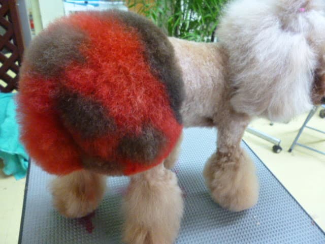 ドッグサロン迎賓館本店の写真