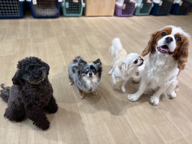 DogSalon MonaMago(モナマゴ|犬の保育園・ドッグホテル)の写真
