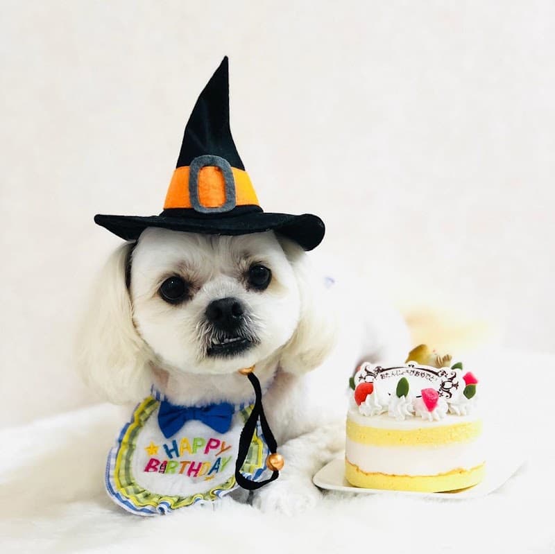 犬の美容室いちご中川本店の写真