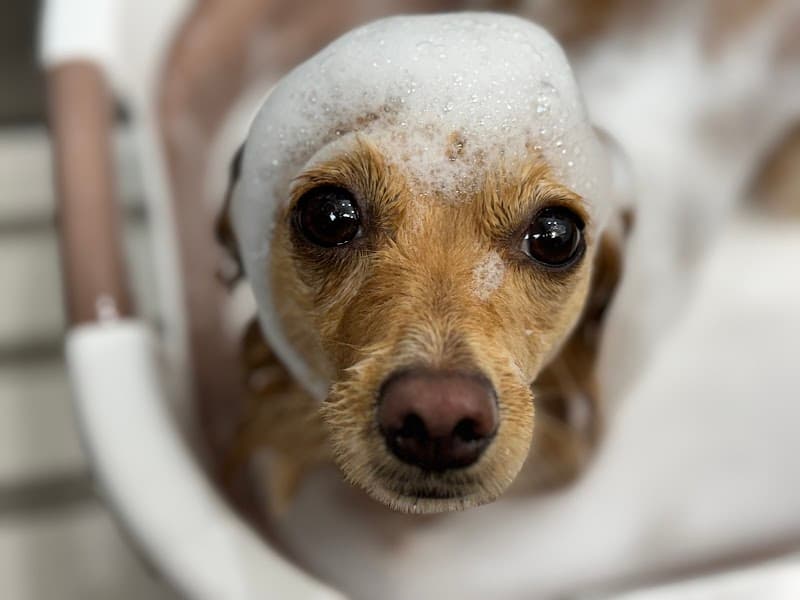 ドッグサロンテト dogsalon TETOの写真