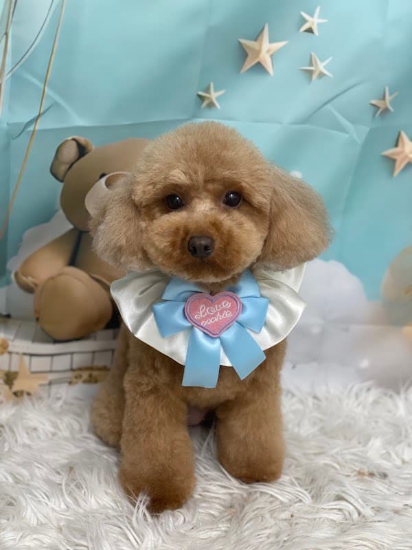 トリミングサロンブルーム勝どき店 Trimming Salon Blume Kachidokiの写真2