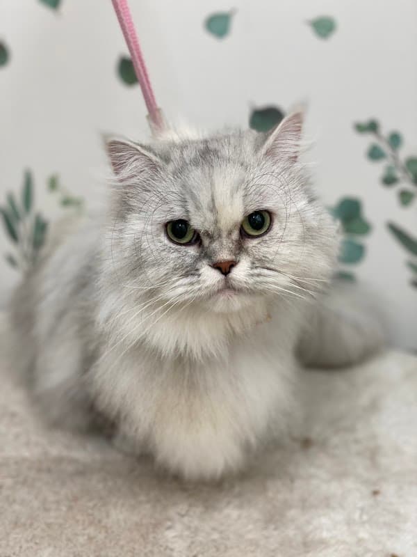 トリミングサロンブルーム勝どき店 Trimming Salon Blume Kachidokiの写真5