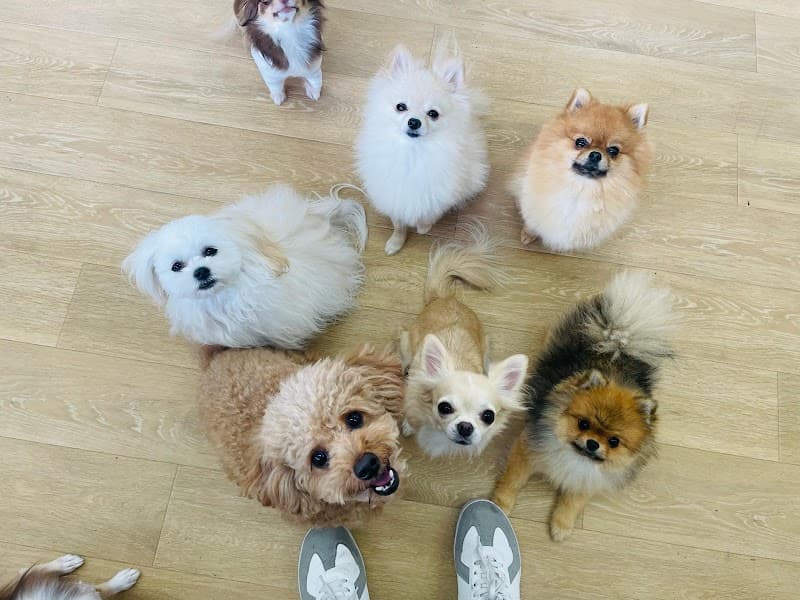 Dogs school tan tanの写真