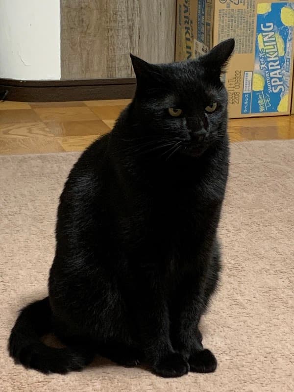 みかどペット病院の写真