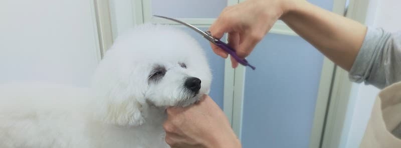ドッグサロンモンブランの写真