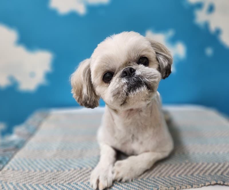 犬の美容室🐾わんぱくの写真