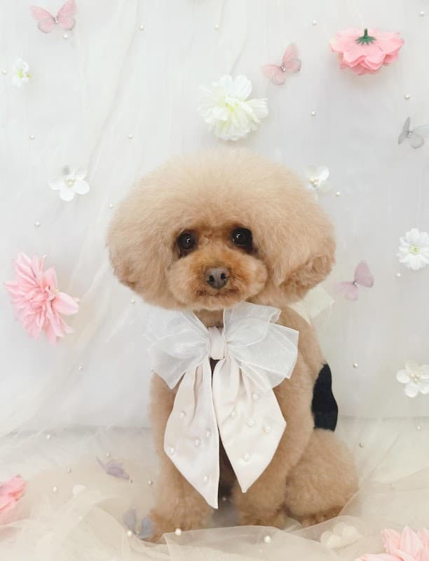 Dog salon b.の写真