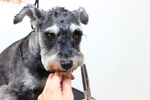 犬憩処 わんわん美容室 こなゆきの写真
