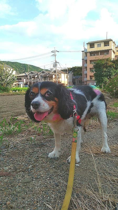 トリミングサロンレフア(Lehua)の写真2