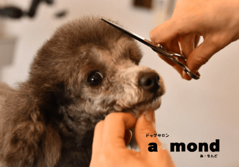a・mond(ア・モンド)の写真