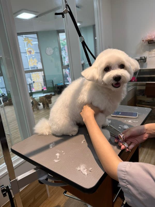 【犬の幼稚園】しっぽのおうち 大阪梅田店 中津 トリミングの写真