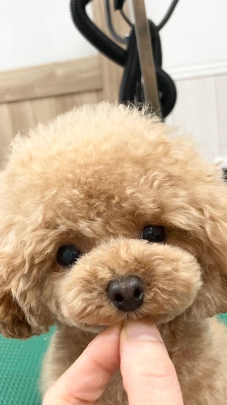 犬の美容室Fuwariの写真