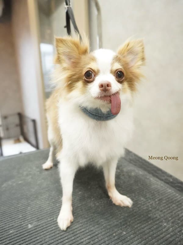 DOGSALON Meong Qoongの写真