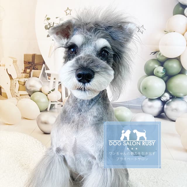 DOG SALON RUSY (ドッグサロンルジ 浜松市トリミングサロン)の写真
