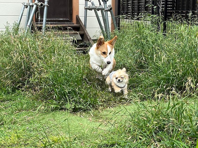 ペットホテル犬寝の写真