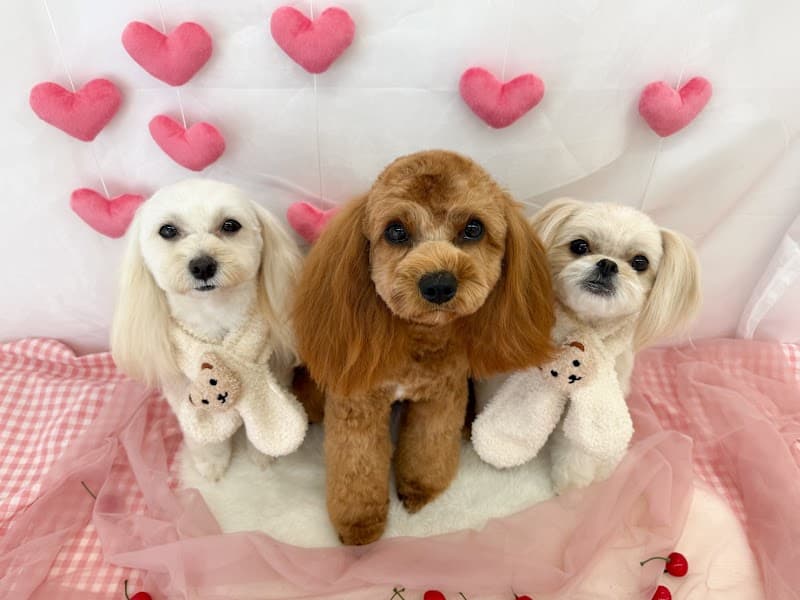Dogsalon poupee(プペ)の写真