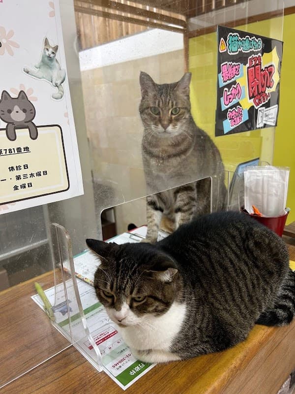 みやざわTNR予防医療動物病院の写真