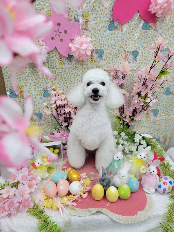 グルーミングサロンまむの写真