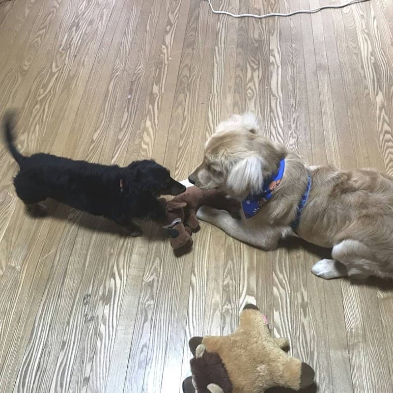DOGSALONROOMの写真
