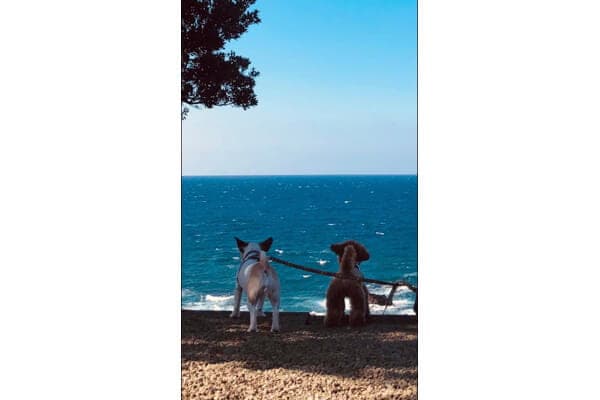 Dog Salon Wan Loveの写真3