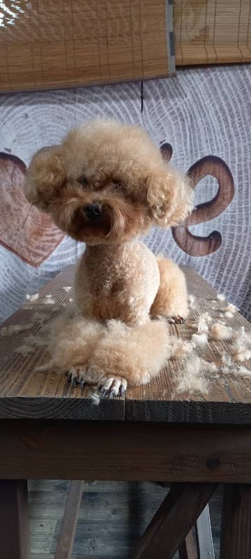 Dog Salon Wan Loveの写真5