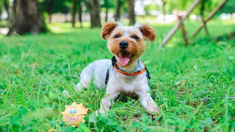 犬の保育園・ホテル Be Wanselfの写真