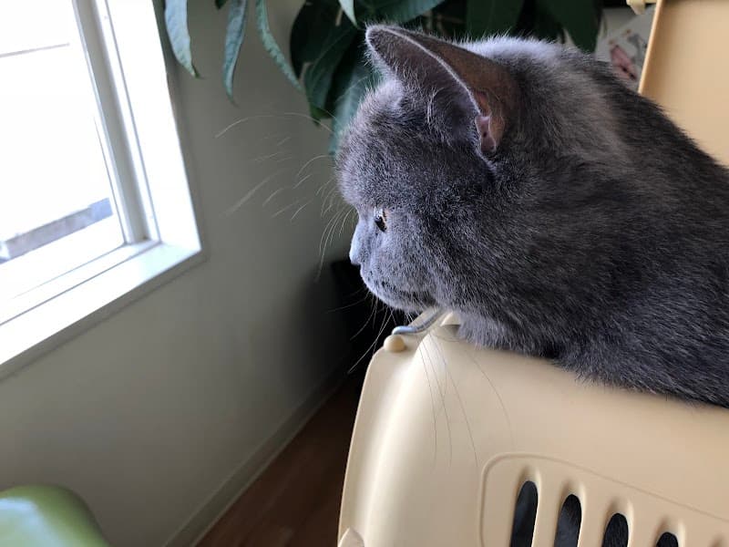 みつば動物病院の写真