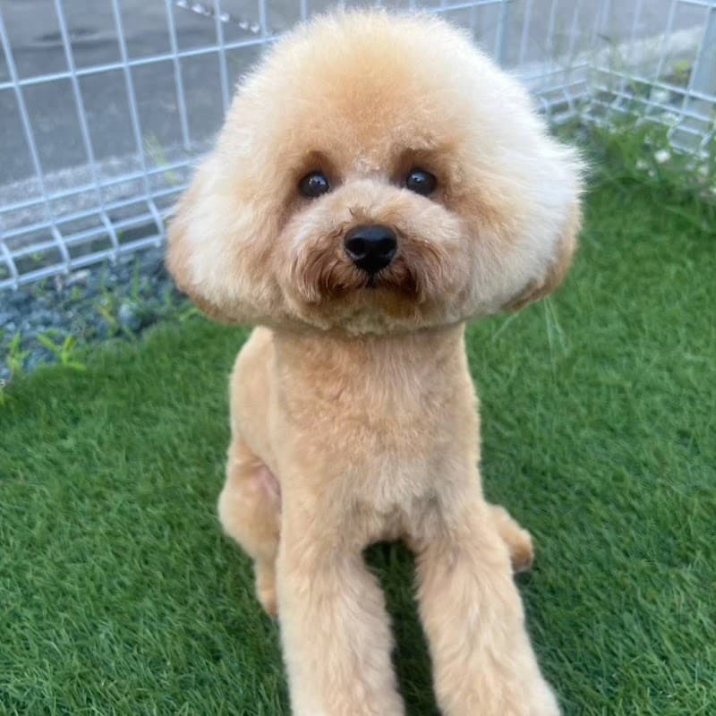 DOG SALON ハッピーセブンの写真
