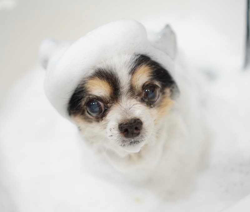 DOGSALON Miinoの写真3