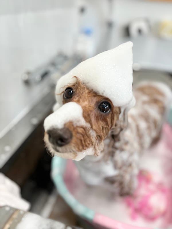 DOGSALON Miinoの写真4