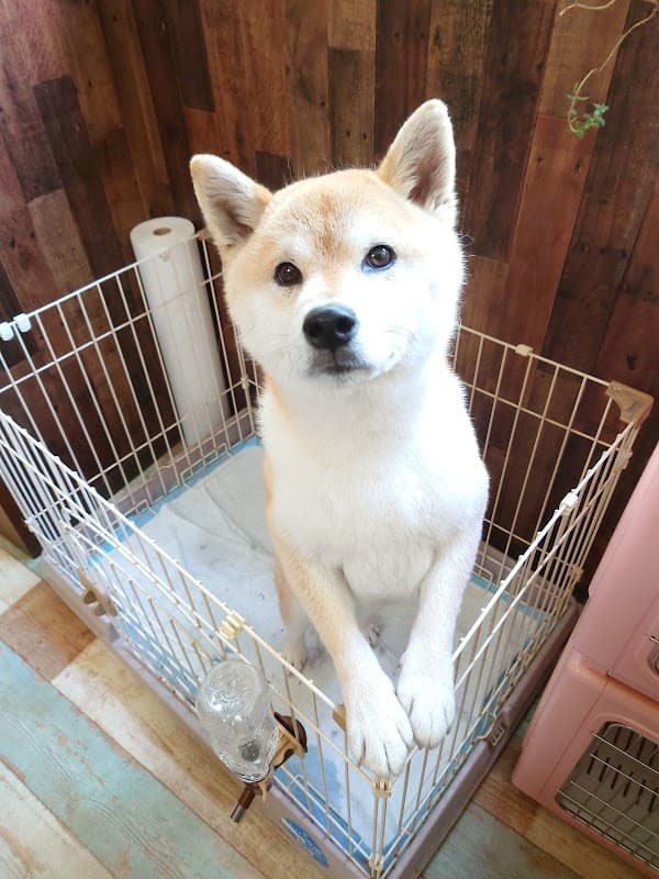 Dog Salon Lunaの写真1