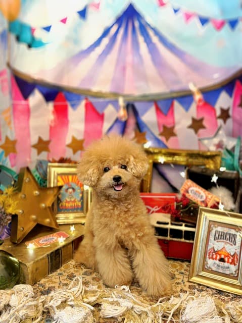 トリミングサロン Km’sDOG(コムズドッグ)の写真3