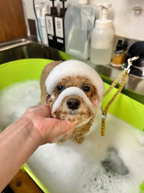 トリミングサロン Km’sDOG(コムズドッグ)の写真4