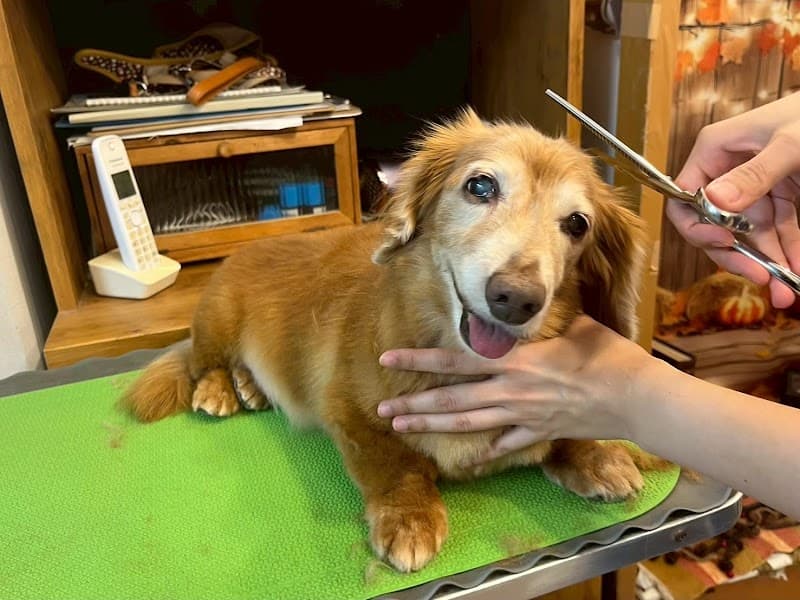 トリミングサロン Km’sDOG(コムズドッグ)の写真5
