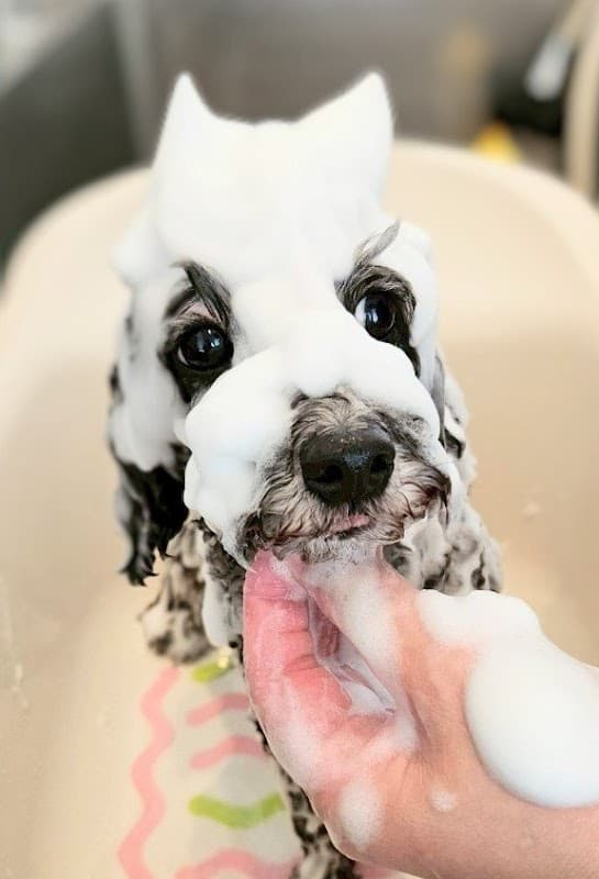 DOG SALON Hanaemiの写真