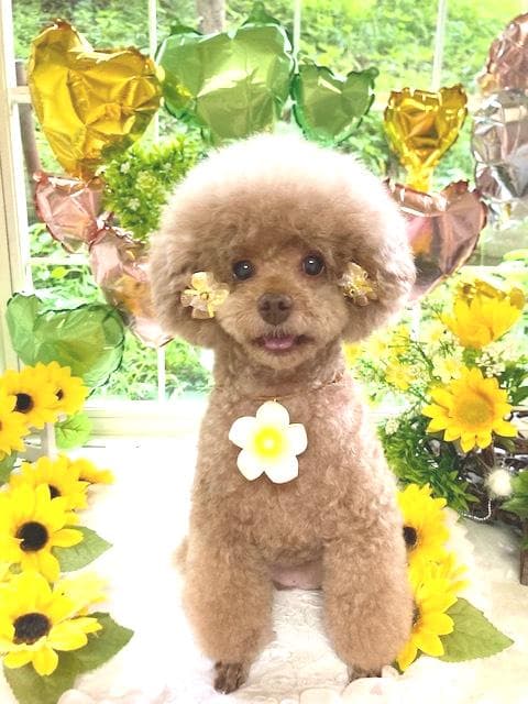 愛犬の美容・トリミング専門店 ハロー・キャンディの写真