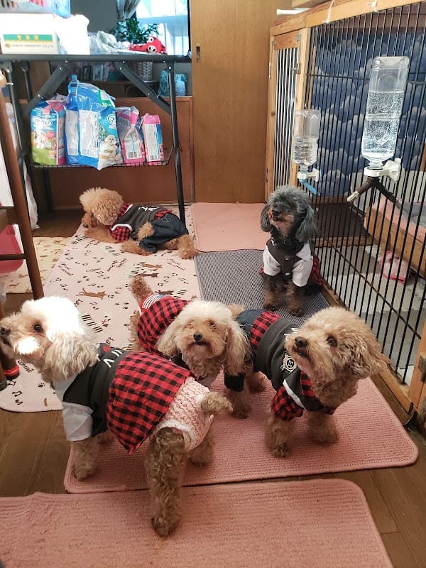 🌺🐾DOG ハウス希望🐾🌺の写真