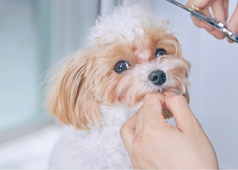 THE DOG™ SalonTrimming Wagon 東京本店の写真